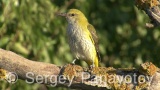 Video of Golden oriole - Golden oriole on the top of the tree near to its nest